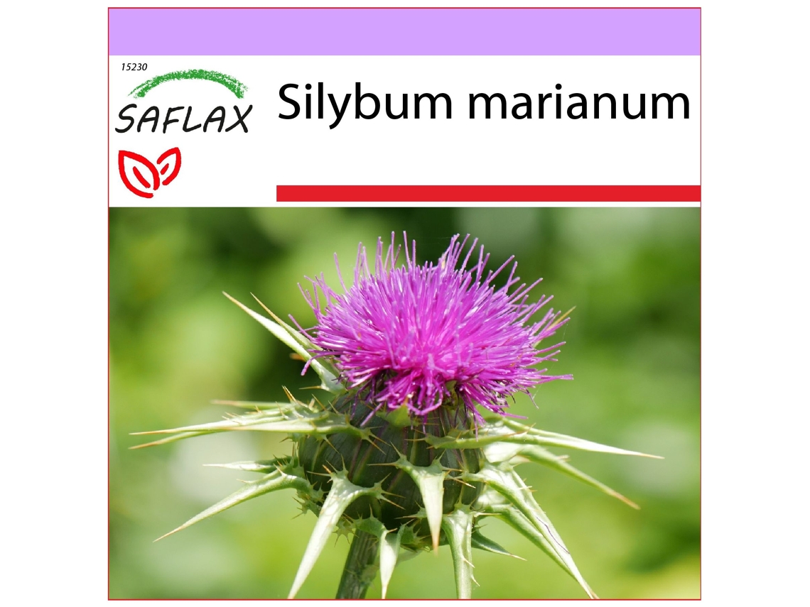 SAFLAX Cardo mariano 75 semillas Silybum marianum