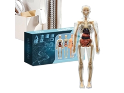 Modelo De Anatomía Humana: Juguete 3d Del Cuerpo Humano Con Músculos, Esqueleto,