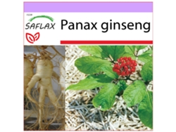 SAFLAX Ginseng genuino coreano 10 semillas Panax ginseng