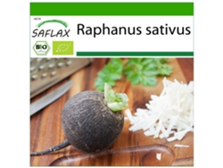 SAFLAX Ecológico Rábano Español Negro 100 semillas Con sustrato de cultivo libre de gérmenes Raphanus sativus