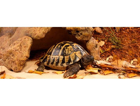 Adorno para Reptiles EXO TERRA Gruta para Tartatuga