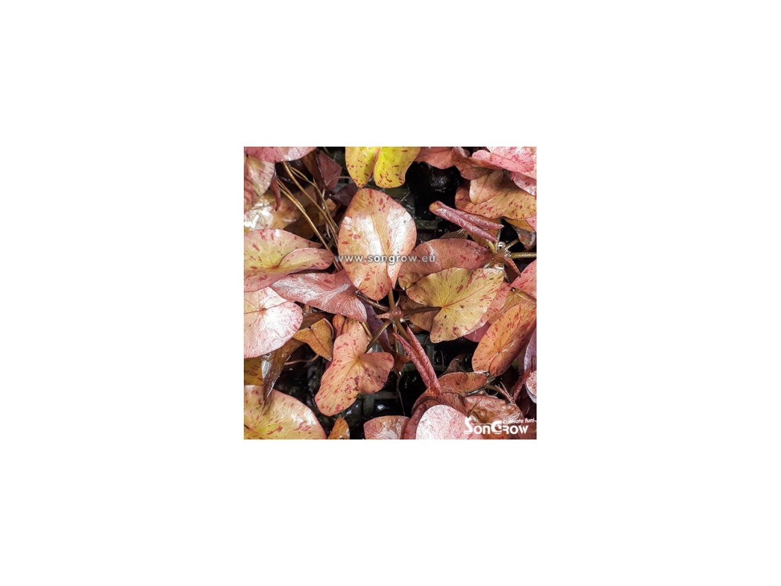 Nymphea Tigerlotus Red Bulb With Leaves