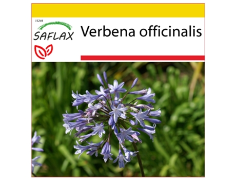 SAFLAX Conjunto de cultivo Verbena 250 semillas Con mini invernadero, sustrato de cultivo y 2 macetas Verbena officinalis