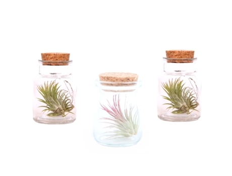 Air plants - PLANT IN A BOX - Tillandsia - Set de 3 - Maceta 5cm - Altura 5-15cm