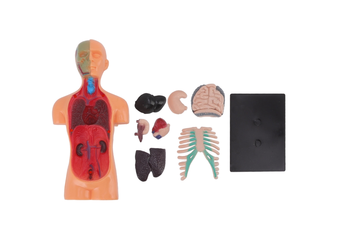 Dan26-modelo De Anatomía Corporal Humana Educativo Para Niños A Partir De 6 Años Juguete Didáctico Profesional
