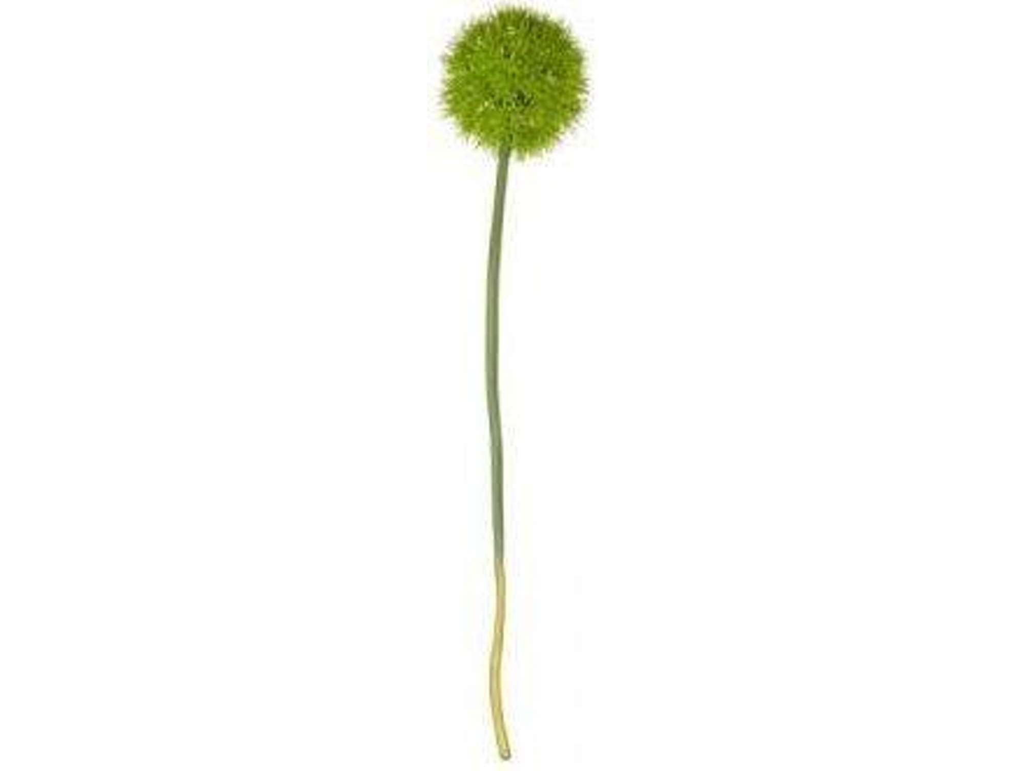 HASTE DE ALLIUM XL ASA DEKO