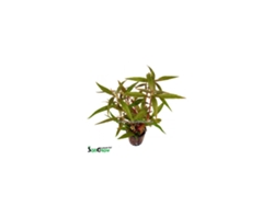 Alternanthera Reineckii