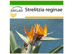 SAFLAX Ave del paraíso 5 semillas Con sustrato de cultivo libre de gérmenes Strelitzia reginae