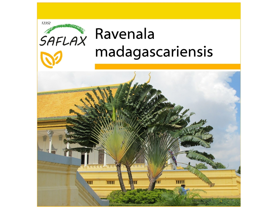 SAFLAX Conjunto de cultivo Árbol del viajero 8 semillas Con mini invernadero, sustrato de cultivo y 2 macetas Ravenala madagascariensis