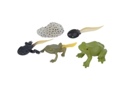 Rebe-modelo De Ciclo De Crecimiento Ranidae Figura Miniatura Simulación Animal Juguete De Educación Temprana Para Niños