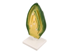Modelo De La Estructura Embrionaria De Una Semilla Vegetal