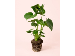 Monstera Deliciosa 17 cm | Planta de queso suizo | Pur Plant