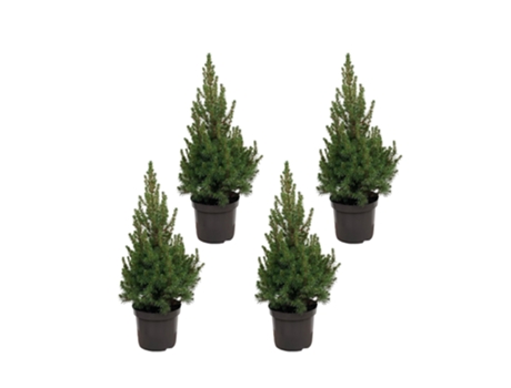 Picea Arbol De Navidad Pack 4 Piezas 60 Cm EVERSPRING