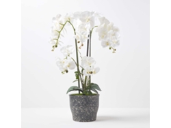 Orquídea Phalaenopsis Blanca Homescapes de 82 cm en Maceta de Cerámica Extra Grande, 4 Tallos