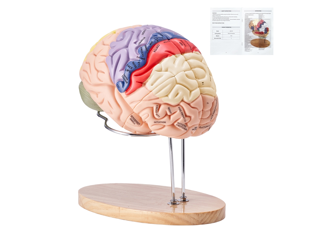 Modelo De Cerebro Humano Ampliado 2x De Succebuy, Herramienta De Enseñanza De Anatomía Etiquetada De 4 Partes
