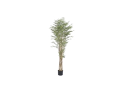 Planta de Madeira Verde 105x105x210cm ALEXANDRA HOUSE LIVING