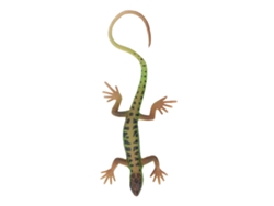 2026-figura De Lagarto Juguete Simulación Pintura Segura Regalo Niño Modelo Reptil Decoración Dormitorio Estudio Colección Pl127 1511