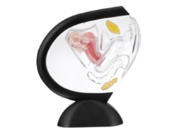 Modelo de útero feminino em PVC transparente