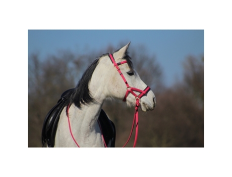 Bridas de equitación T de T Sidepull Biotack®