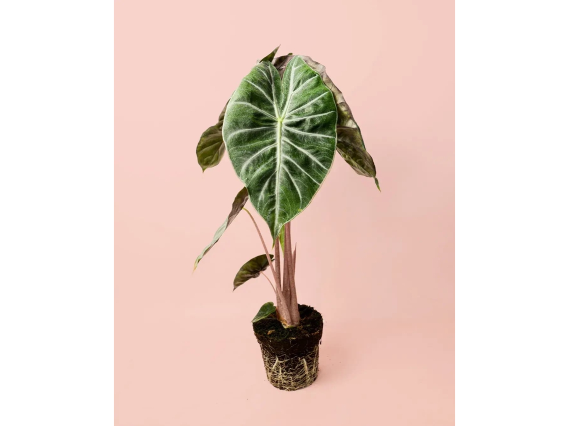 Alocasia Dragón Rosa | Planta tropical de interior elegante y resistente | Pur Plant