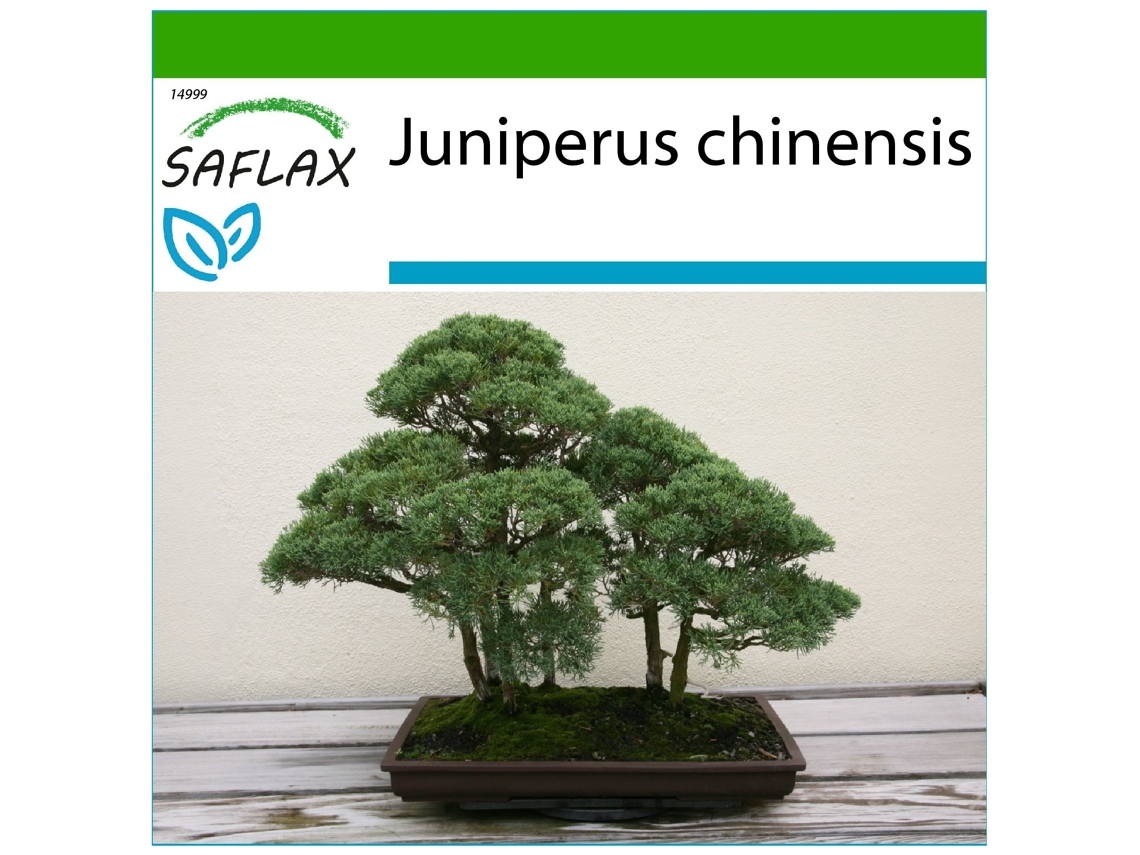 SAFLAX Enebro de la China 30 semillas Con sustrato de cultivo libre de gérmenes Juniperus chinensis