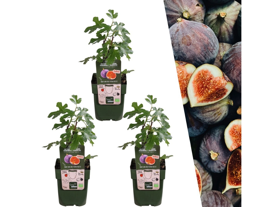 3 plantas de higos | 100 plantas frutales orgánicas | Higuera resistente al invierno | Plantas de jardín