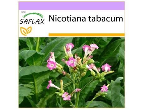 SAFLAX Tabaco de Virginia 250 semillas Nicotiana tabacum