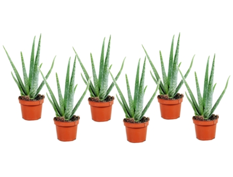 Cactus y suculentas - PLANT IN A BOX - Aloe barbadensis - Set de 6 - Maceta 10.50cm - Altura 25-40cm