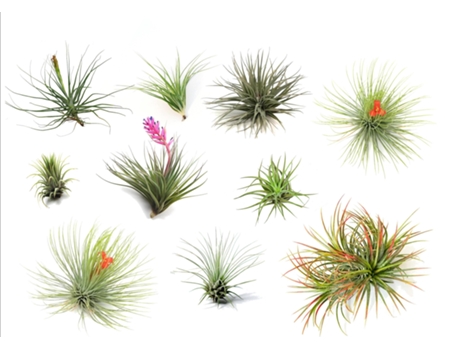 Air plants - PLANT IN A BOX - Tillandsia - Set de 10 - Maceta 5cm - Altura 5-15cm