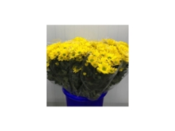 Margarita Crisantemo | Flor Natural | Crisantemo Bacardi | Ramo De 5 Tallos | 70cm De Alto Amarillo