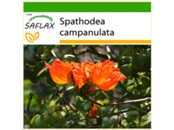 SAFLAX Tulipán africano 30 semillas Con sustrato de cultivo libre de gérmenes Spathodea campanulata