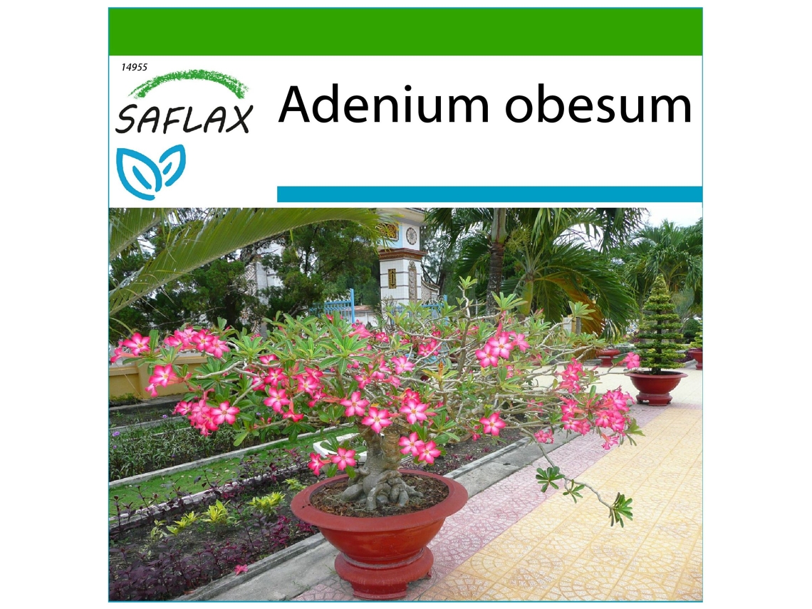 SAFLAX Rosa del desierto 8 semillas Con sustrato de cultivo libre de gérmenes Adenium obesum