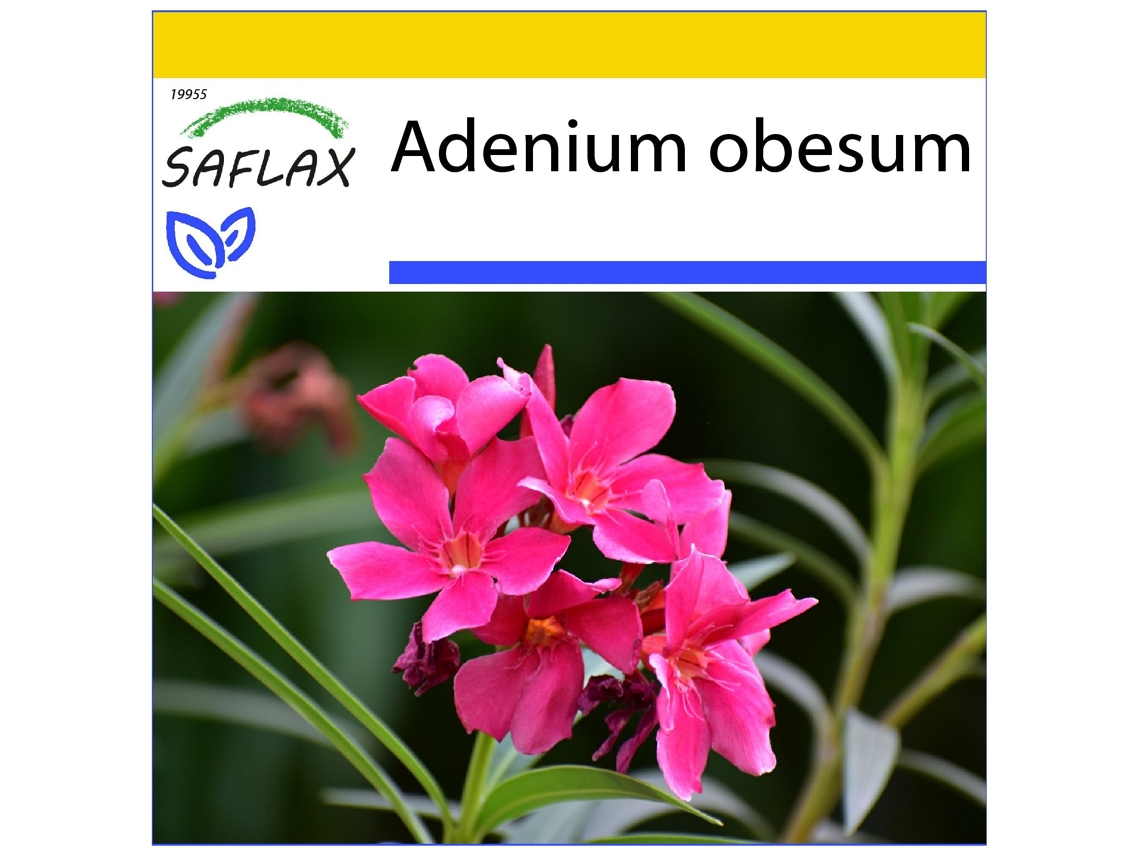 SAFLAX Conjunto de cultivo Rosa del desierto 8 semillas Con mini invernadero, sustrato de cultivo y 2 macetas Adenium obesum