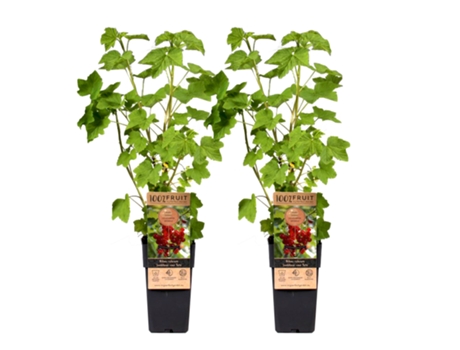 Árboles frutales - PLANT IN A BOX - Ribes rubrum Jonkheer van Tets - Set de 2 - Maceta 15cm - Altura 50-60cm