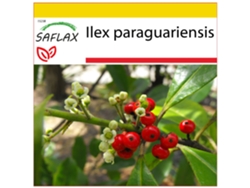 SAFLAX Conjunto de cultivo Arbusto del té mate 10 semillas Con mini invernadero, sustrato de cultivo y 2 macetas Ilex paraguariensis