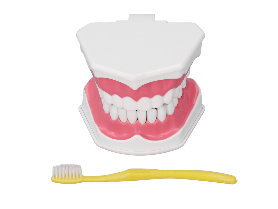 Modelo dental para practicar el cepillado articular - Herramienta didáctica de odontología