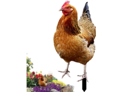 Decoración De Exterior Con Forma De Gallina: Gallina Acrílica 2d, Figura De Jardín, Figurita Decorativa Con Acabado A