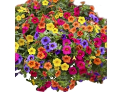 100 semillas de petunia para jardinería y decoración del hogar