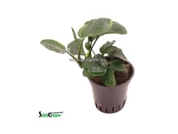 Anubias Barteri Sp. Hoja de moneda