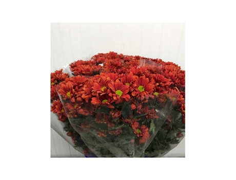 Margarita Crisantemo | Flor Natural | Crisantemo Bacardi | Ramo de 5 tallos | 70cm de alto Naranja