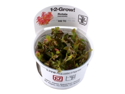 Rotala Macrandra