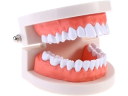 1 Peça Modelo de Dentes Padrão Ensino Odontológico Brinquedo Escovação para Crianças Materiais Estudo Educação Infantil