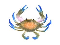 Modelo De Cangrejo Realista De Plástico Juguete Educativo Para Niños Animales Marinos Cangrejo Simulado Pl1271086 Chromatic