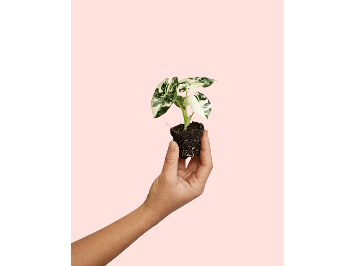 Alocasia Frydek variegada premium natural planta de interior PUR PLANT (sin dimensiones)