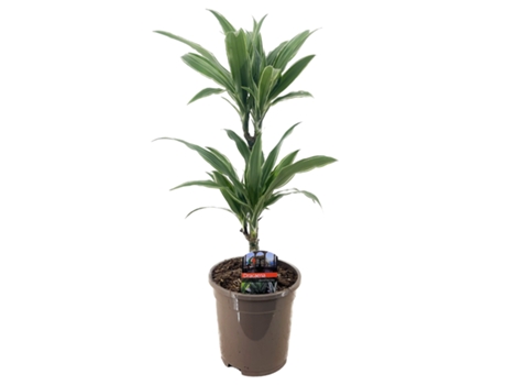 Plantas verdes - PLANT IN A BOX - Dracaena Deremensis Warneckei - Set de 1 - Maceta 17cm - Altura 60-70cm