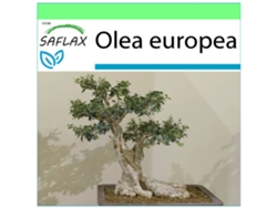 SAFLAX Garden to go Olivo 20 semillas Con maceta, tapa climática y sustrato de cultivo Olea europea