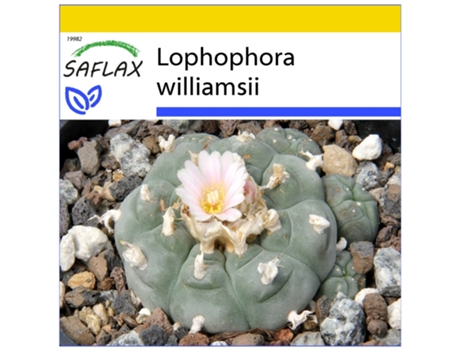 SAFLAX Conjunto de cultivo Peyote 20 semillas Con mini invernadero, sustrato de cultivo y 2 macetas Lophophora williamsii