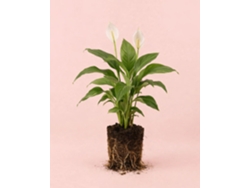 Lirio de la paz | Spathiphyllum | Planta de interior natural | Pur Plant
