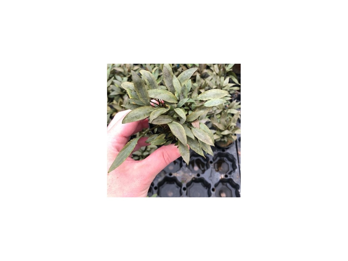 Cryptocoryne Petchii "pink"