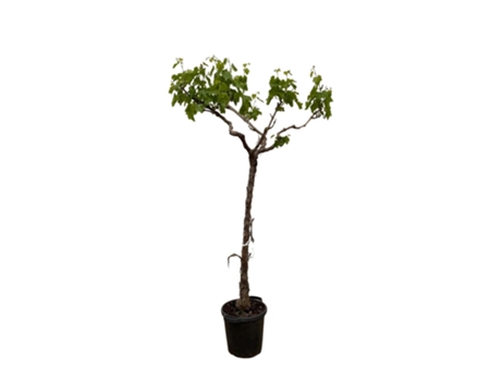 Árbol de uva ramificada Vitis vinifera 1 pieza 200 cm